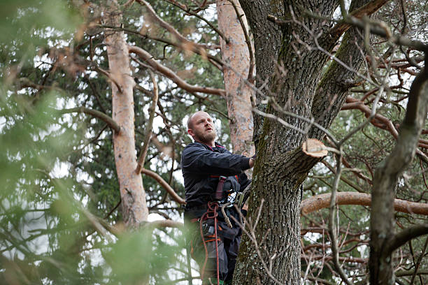 Best Storm Damage Tree Cleanup  in Canton, OH